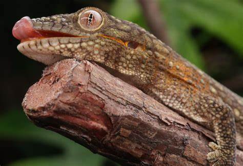 Bauers Chameleon Gecko H&A